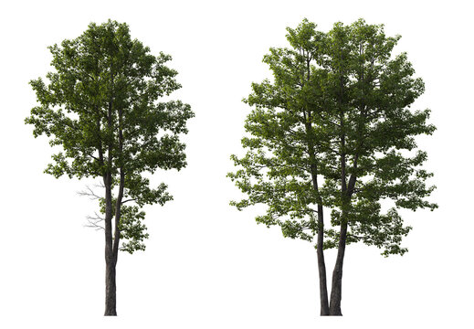 Alnus glutinosa tree (common, black, European alder) isolated png on a transparent background premium cutout cloudy light