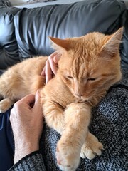 Chat roux se reposant
