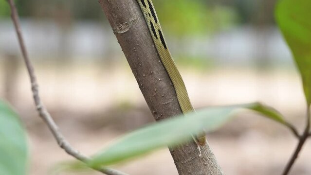 The snake is not dangerous. Yunnan beauty rat snake baby (Elaphe taeniura ssp. yunnanensis) slithers on the branch in its habitat in a Thailand national park.
