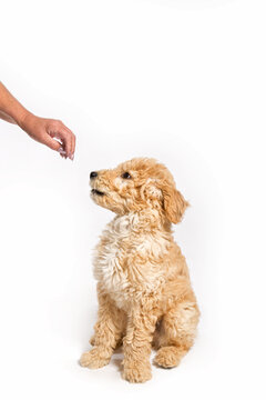 Een schattige puppy Cavapoochon wordt geknuffeld door haar eigenaar dame