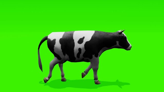 Seamless loop: Wholesome cow in motion against a captivating green screen backdrop. Adds versatility to your visual creations.