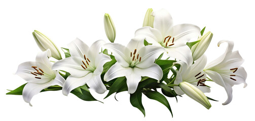 Obraz premium Elegant blooming lilies with buds, cut out