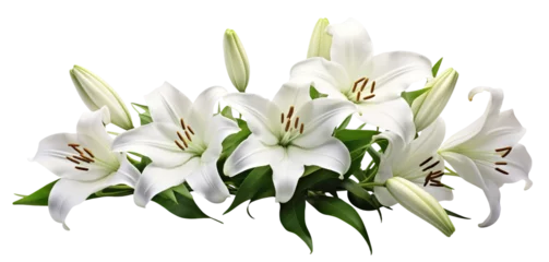  Elegant blooming lilies with buds, cut out © Yeti Studio