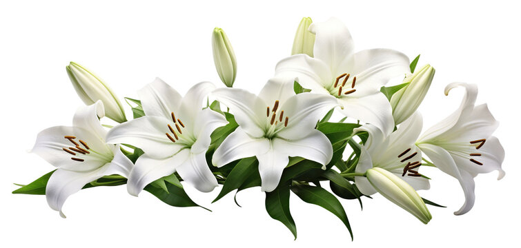Elegant blooming lilies with buds, cut out