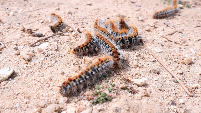 Oruga Procesionaria