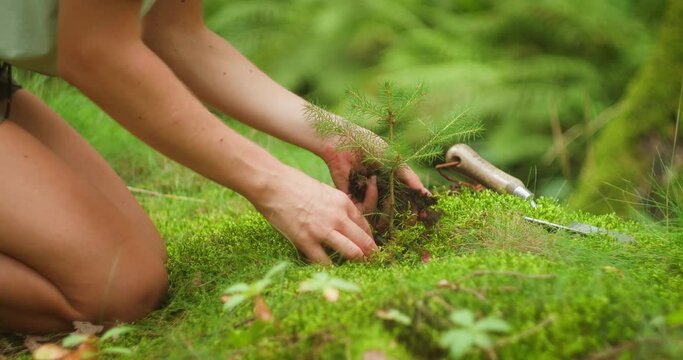 Person's hands placing a sapling in the ground, symbolizing a commitment to the environment. Earth day concept.