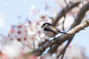 a long-tailed tit sitting on the branches of the cherry blossom tree