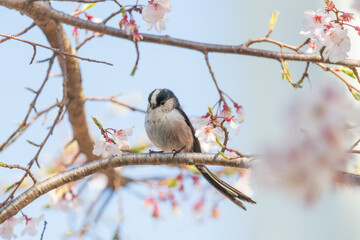 a long-tailed tit sitting on the branches of the cherry blossom tree
