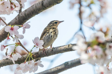 a Indian tree pipit sitting on the branches of the cherry blossom tree