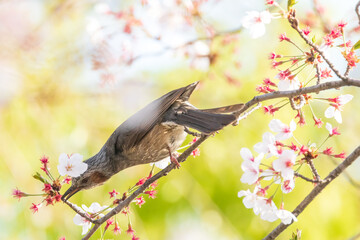 a brown-eared bulbul sitting on the branches of the cherry blossom tree