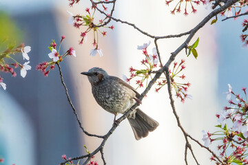 a brown-eared bulbul sitting on the branches of the cherry blossom tree