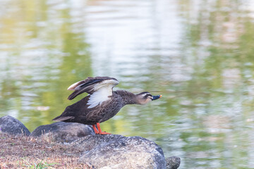 a spot-billed duck floating or flying on a pond