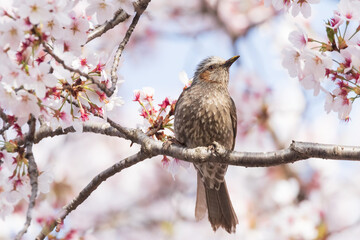 a brown-eared bulbul sitting on the branches of the cherry blossom tree