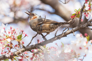 a brown-eared bulbul sitting on the branches of the cherry blossom tree