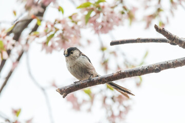 a long-tailed tit sitting on the branches of the cherry blossom tree