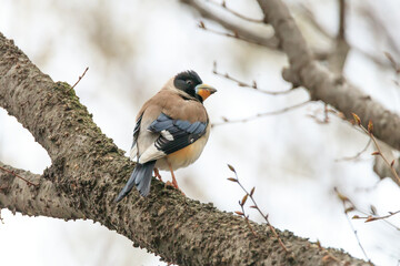 a yellow-billed grosbeak sitting on the branches of the cherry blossom tree
