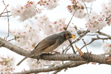 a yellow-billed grosbeak sitting on the branches of the cherry blossom tree