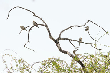 a yellow-billed grosbeak sitting on the branches of the cherry blossom tree