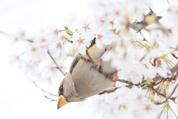 a yellow-billed grosbeak sitting on the branches of the cherry blossom tree