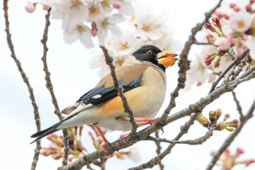 a yellow-billed grosbeak sitting on the branches of the cherry blossom tree