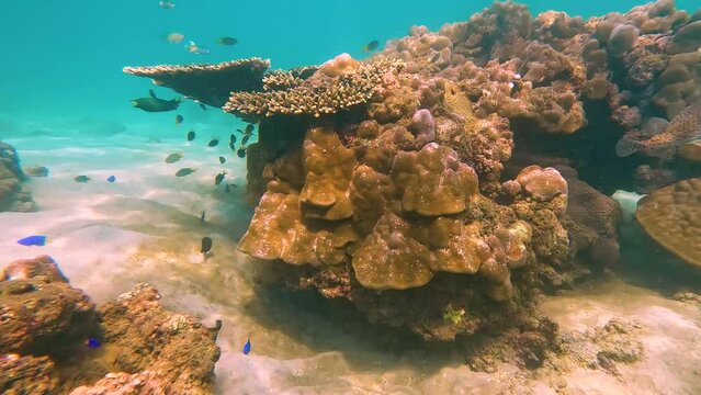 Underwater coral reef. View swim float coral reef starfish, habitat of biocenosis of exotic marine tropical animals. Puffer fish Arothron hispidus in coral reefs of warm waters of exotic islands