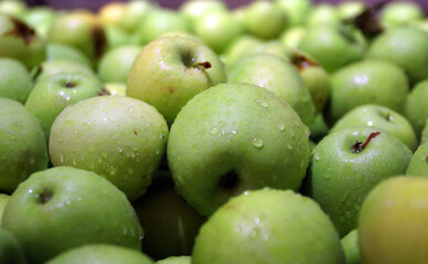 Apples in wooden crates on an apple farm