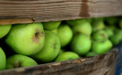 Apples in wooden crates on an apple farm