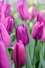 purple pink triumph tulip Barracuda