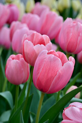 group of tulip Salmon Impression with leaves