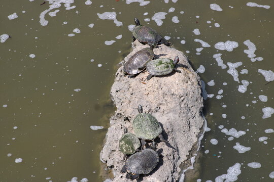 Turtles sunning on rock in the eastern flow from greater spillway into the tidal pool and before the lesses spillway as the water flows into  Trinity River.                                         