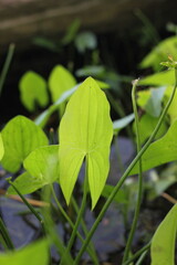 Wild reeds growing along the lake shore.