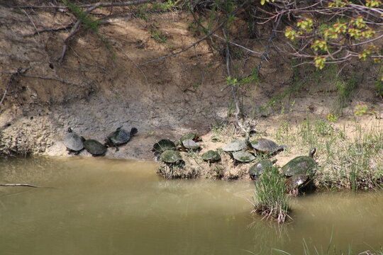 Get Ready. National Turtle Day is May 23rd. These were enjoying sunning themselves on the island shore between the Major and the Lesses spillways at White Rock Lake's Dam, Dallas.     