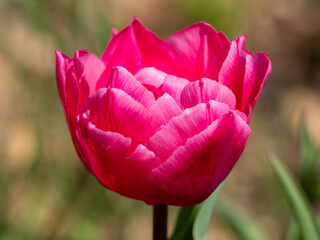 Tulip