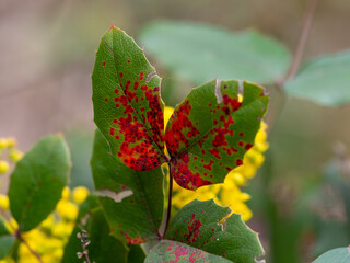 Mahonia leaves