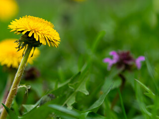 Taraxacum platycarpum