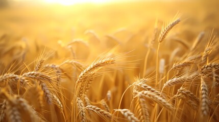 A field of golden wheat swaying in the gentle breeze, bathed in the warm glow of the late afternoon sun. - obrazy, fototapety, plakaty