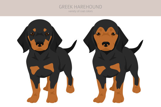 Greek Harehound puppy clipart. Different coat colors set