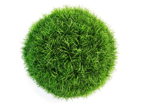 A green plant with a round shape. The grass is short and green. The plant is in the center of the image