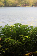 Wild reeds growing along the lake shore.