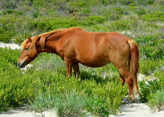 Naklejka premium Wild horse in Assateague Island National Seashore, Ocean City, MA, May