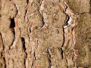 Natural texture of tree bark. Tree trunk close-up. Natural wood background with bark patterns.