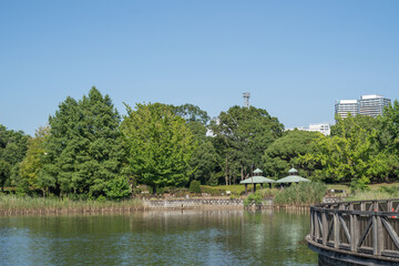 真夏の快晴の空の下、千葉県柏市の柏の葉公園 - obrazy, fototapety, plakaty