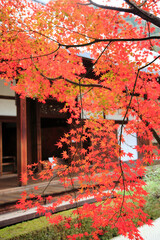 古都の紅葉