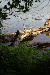 Wild reeds growing along the lake shore with an old tree log.