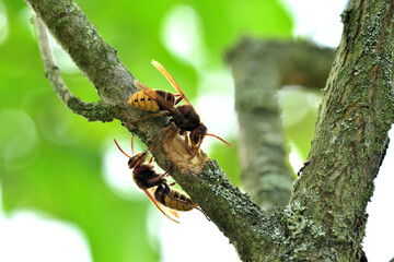 A hornet bites the ssweet bark of a tree in the garden - 766383201