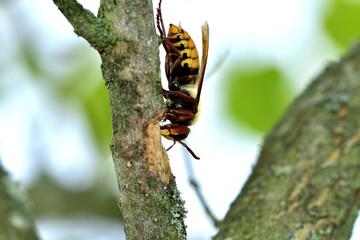 The hornet bites the bark of the tree and obtained the sweet sap