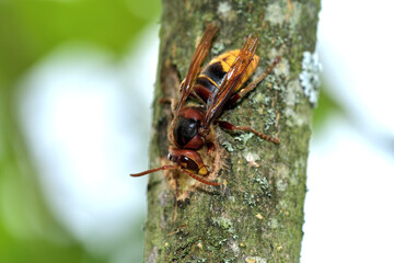 A hornet bites the ssweet bark of a tree in the garden - 766383245