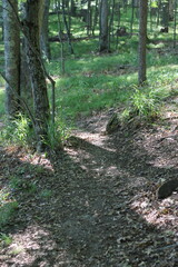 path in the forest
