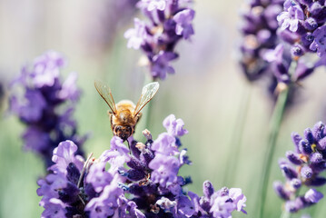 Honey bee pollinating lavender flowers. Plant decay with insects. Blurred summer background of lavender flowers with bees. Beautiful wallpaper. soft focus. Lavender Field Bee flying over flower - 766383891