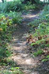 path in the forest